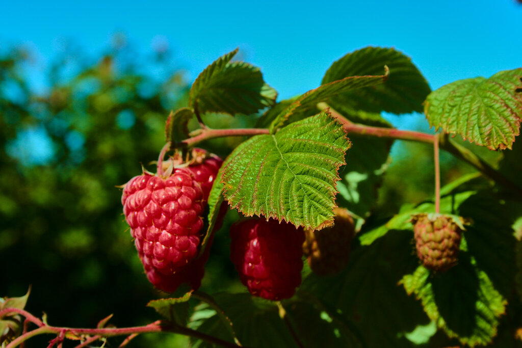 Raspberries